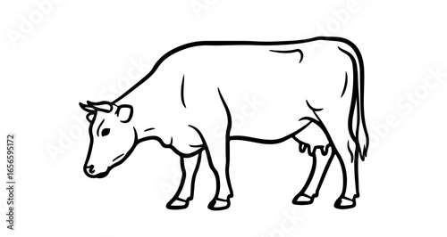 Cow illustration of dairy farm animal grazing in field outline drawing for coloring book and design project