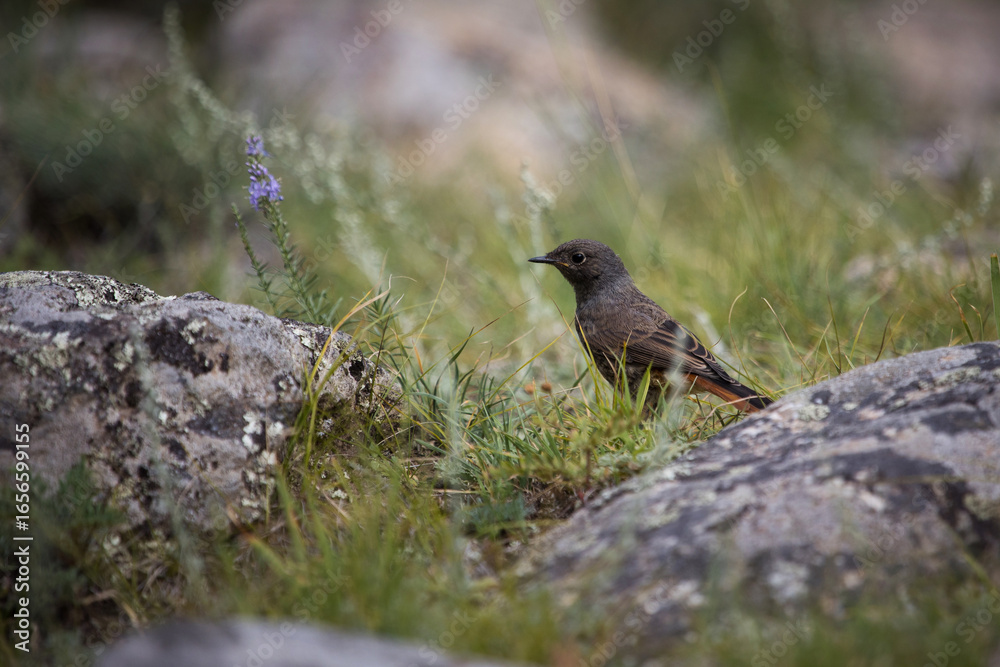 Obraz premium wildlife and environment. redstart bird in highlands on grass among stones and flowers