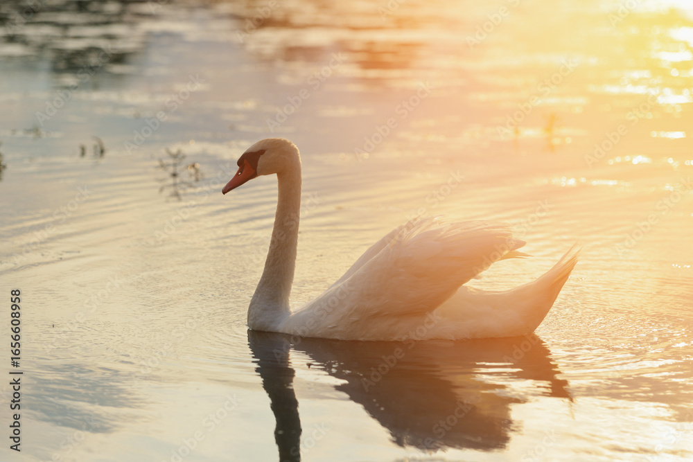 Fototapeta premium Graceful swan glides smoothly on tranquil water during golden hour in serene natural setting