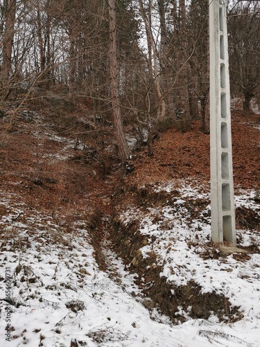 A snowy forest scene with a concrete utility pole and bare trees.