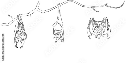 Line art illustration of three bats hanging from a tree branch, with different poses including hanging upside down and spreading wings