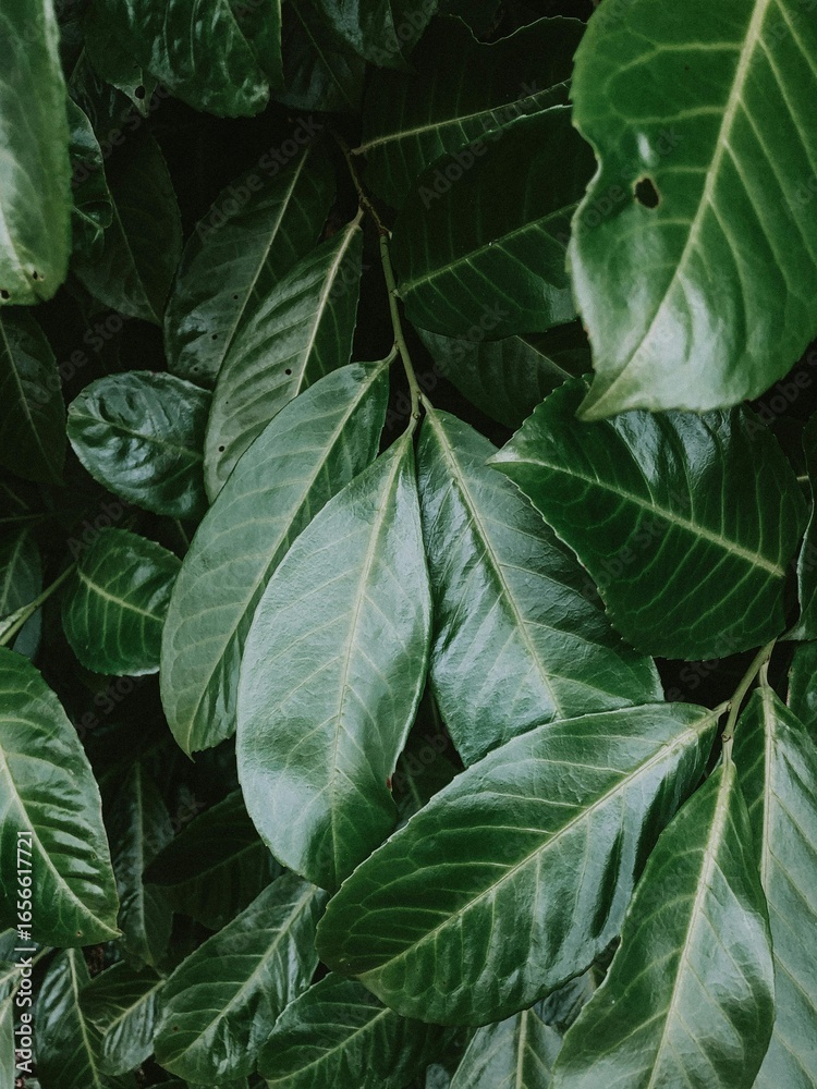 green leaves background green leaves background