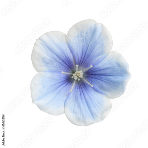 Single blue and white hydrangea flower isolated on transparent background