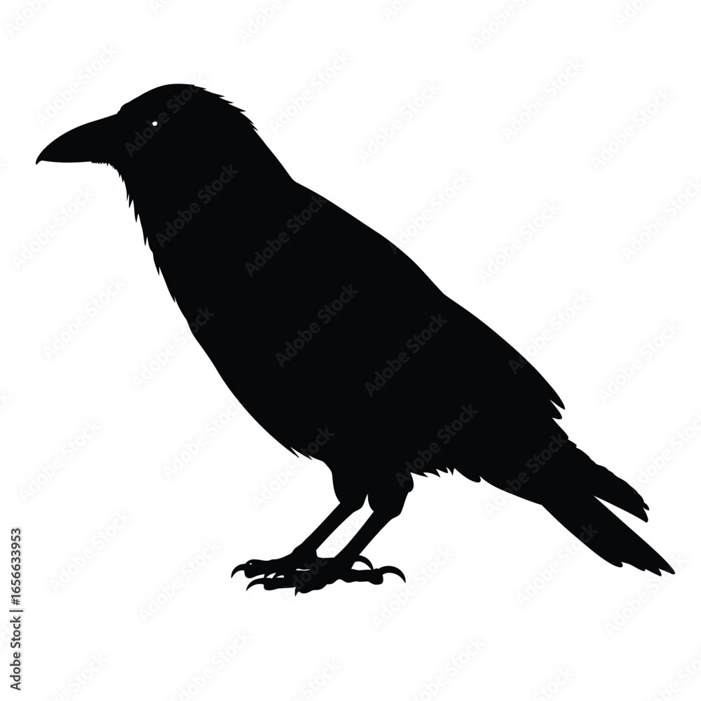 Fototapeta premium Silhouette of a Crow Perched on White Background bird