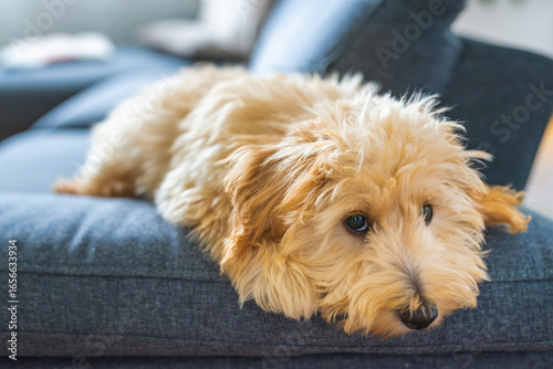 Wallpaper Mural Cute Fluffy Puppy Maltipoo Relaxing on Sofa Torontodigital.ca