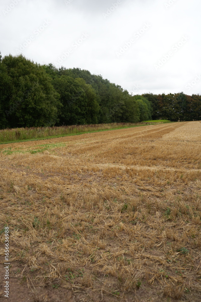 Obraz premium Rustic autumn scene of harvested farmland and woodland edge under overcast sky in Thurgarton, Nottinghamshire, England