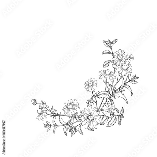 Calming tea herbs vector illustration hand drawn in ink. Graphic image with chamomile, linden and mint. Template for design of herbal tea and aromatic oils