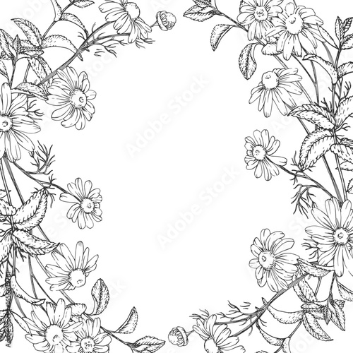 Calming tea herbs vector frame hand drawn in ink. Graphic background with chamomile, linden and mint. Template for design of herbal tea and aromatic oils