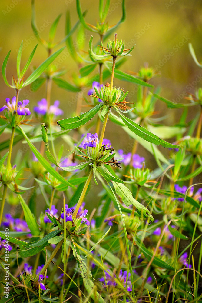 Obraz premium Wild Violet Hygrophila