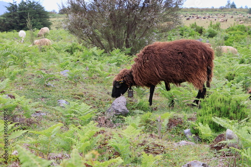 A brown sheep grazing in a lush, green field filled with ferns and small rocks. In the background, more sheep can be seen scattered across the landscape near trees and bushes.