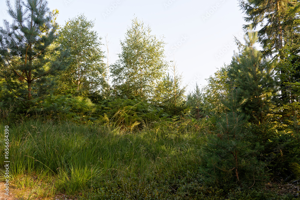 Fototapeta premium Forêt vosgienne