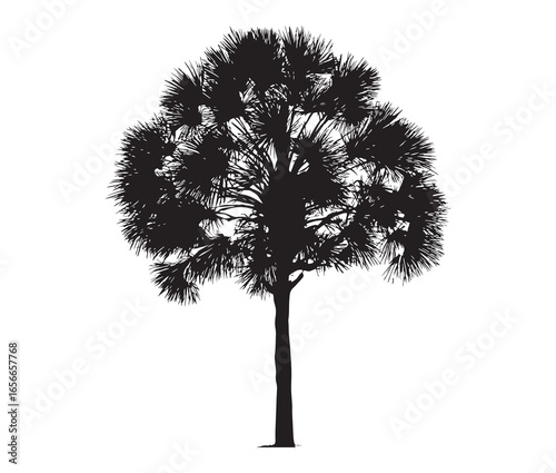 Palmetto tree silhouette on white background.