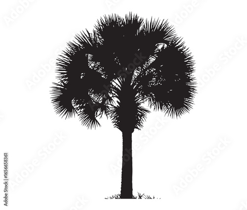 Palmetto tree silhouette on white background.