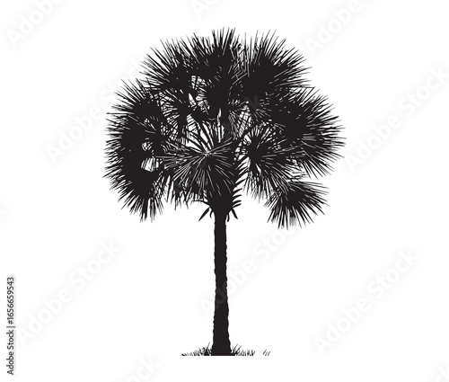 Palmetto tree silhouette on white background.