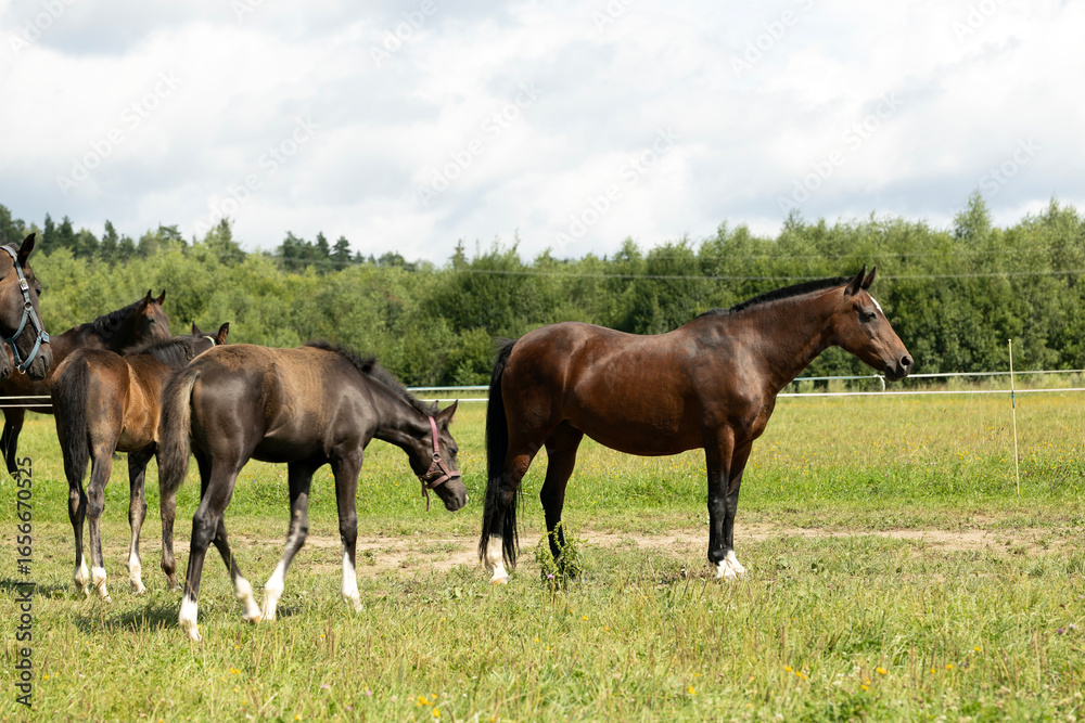 Obraz premium A group of horses grazing in a green field. 