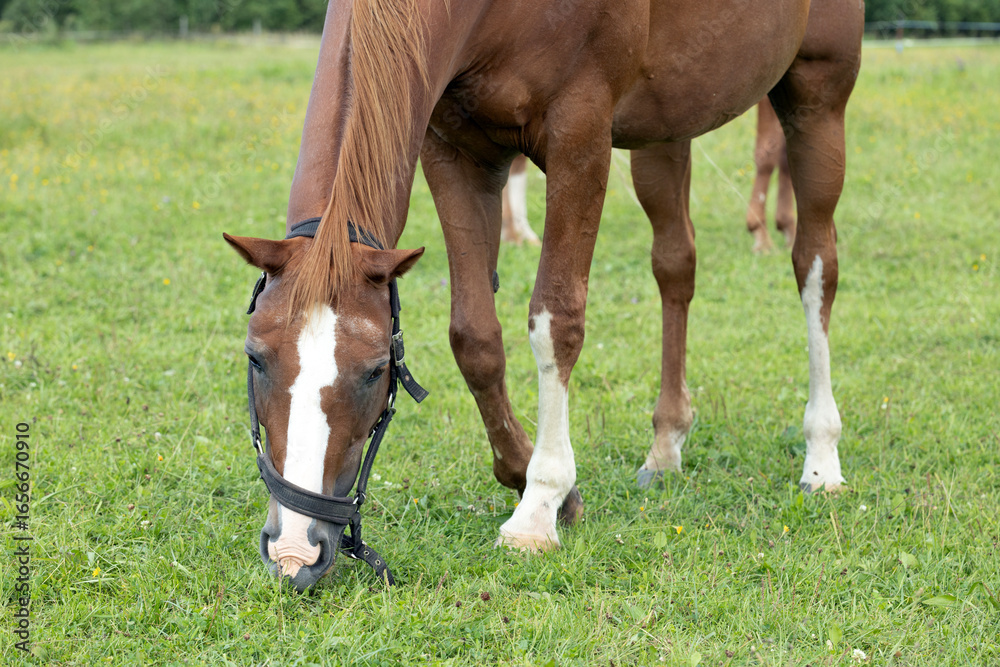 Obraz premium A brown horse grazes on green grass in a field.