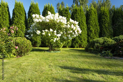 A lush garden scene with a large white flowering bush surrounded by green grass 