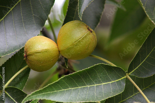 Pignut Hickory Pair 07