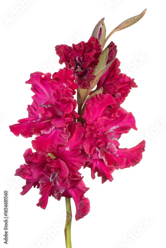 gladiolus flower isolated