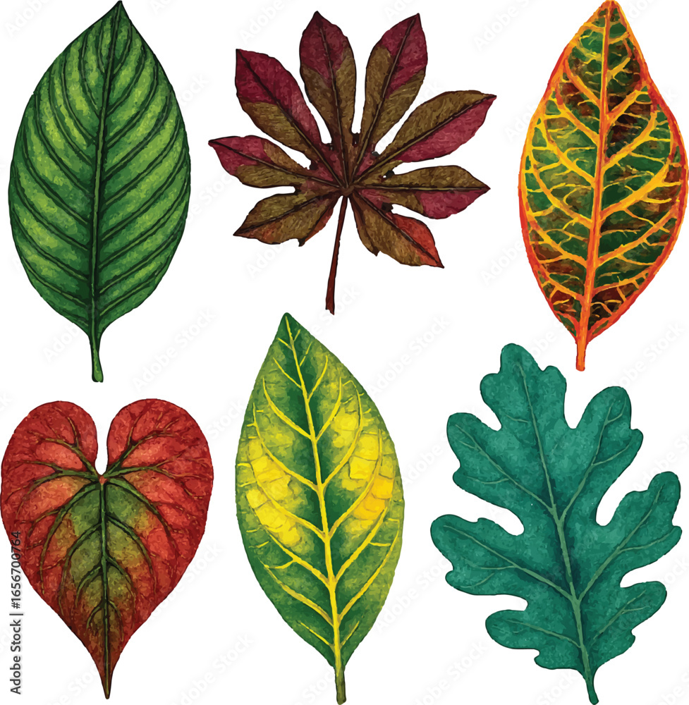 Obraz premium Collection of six diverse botanical plant leaves in vibrant colors and varied shapes on white background