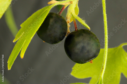 Golden Currant Berry Pair 03