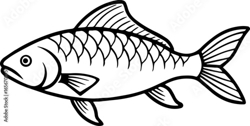 common carp outline vector illustration line art