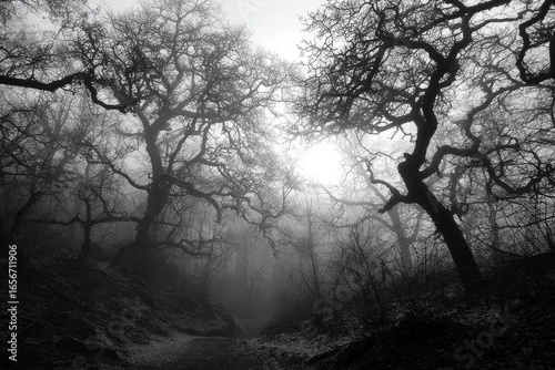Foggy, gnarled trees in a dark forest