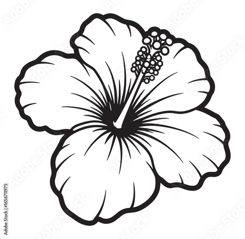 Elegant black and white hibiscus flower illustration isolated on white background vector art