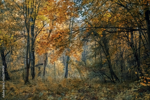 Fototapeta Naklejka Na Ścianę i Meble -  Jesień .