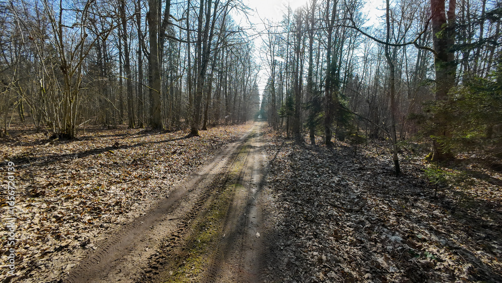 Fototapeta premium Sunlit Forest Path in Early Spring