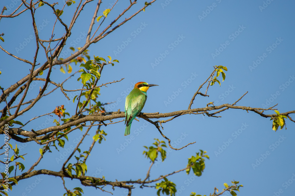 Obraz premium A stunning bee-eater bird with green, yellow, and blue plumage perches on a budding branch beneath a clear blue sky.