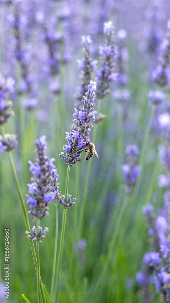 Obraz premium lavender field in provence