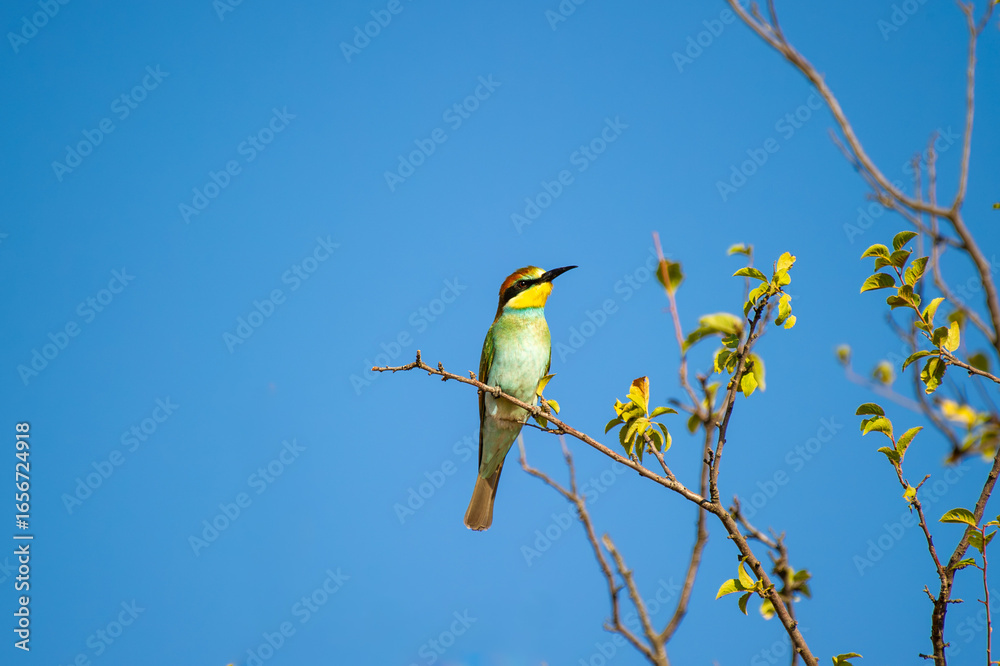 Obraz premium A brilliantly hued european bee-eater bird rests on a leafy branch beneath a clear blue sky.