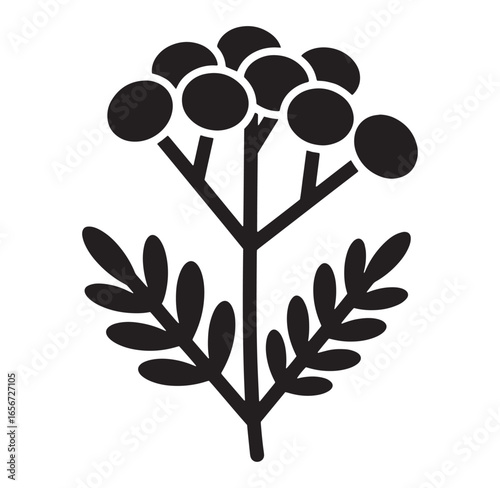 Minimalist black and white vector illustration of a botanical plant with round flower heads