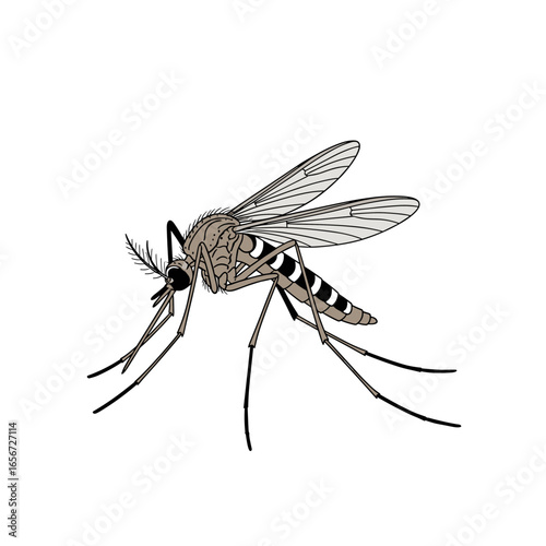 Close up detailed illustration of a mosquito with wings extended and legs visible