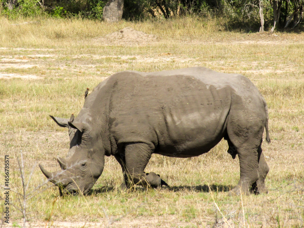 Obraz premium A southern white rhino, Ceratothrium Simum, busy grazing in an open patch of grass in the Kruger National Park, South Africa