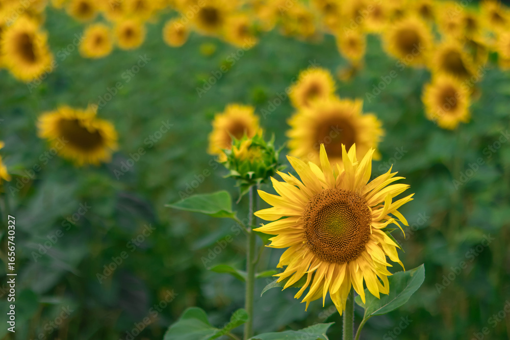 Fototapeta premium Vibrant sunflowers bloom in a lush green field during sunny daylight