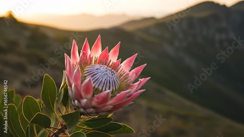 Protea flower blooms, displaying pink petals, against distant mountain ridge at golden hour
