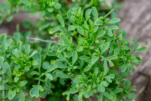Wallpaper Mural A beautiful graveolens route in the backyard. Torontodigital.ca
