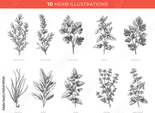 Set illustrations of herb isolated on transparent background. Vector graphics