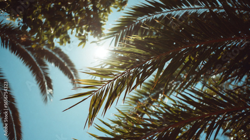 Tropical Palm Trees Against Blue Sky with Sun Flare Summer Vacation Getaway and Exotic Destination Scene Warm Sunny Day and Relaxing Scenery