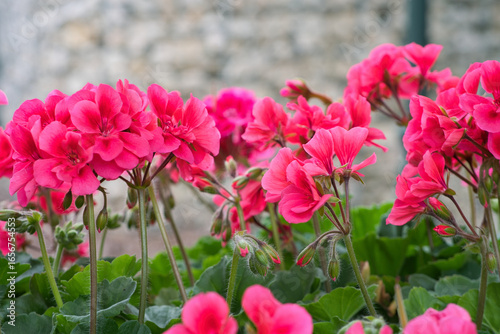 Beautiful dark pink crane's bill flowers blooming in august outside in the garden