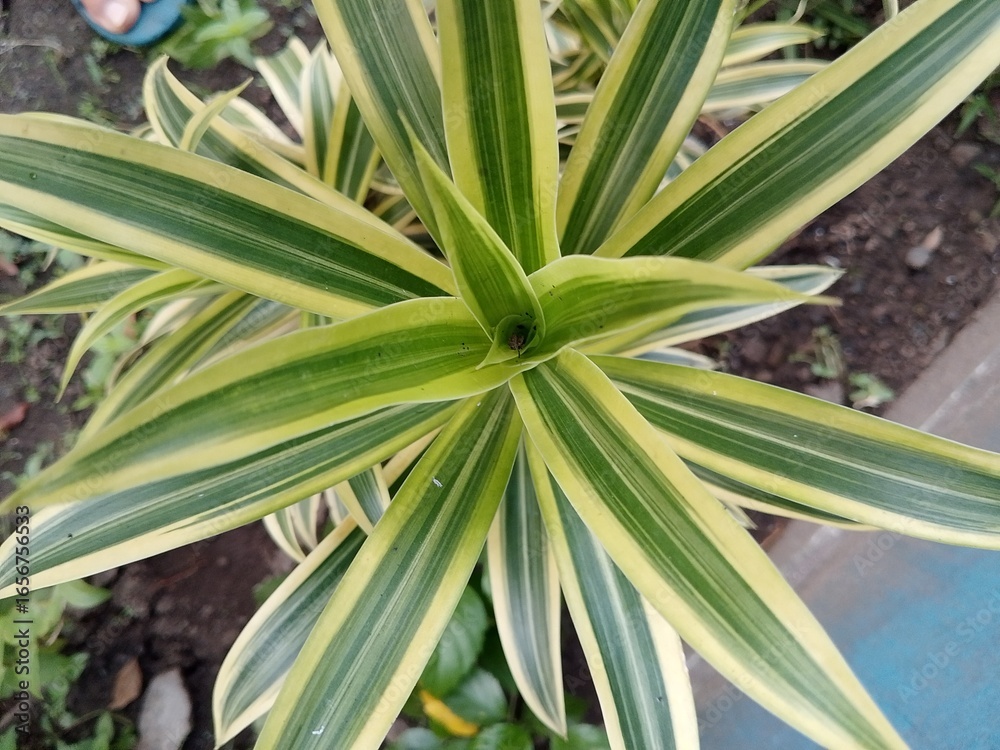 Obraz premium aloe vera plant