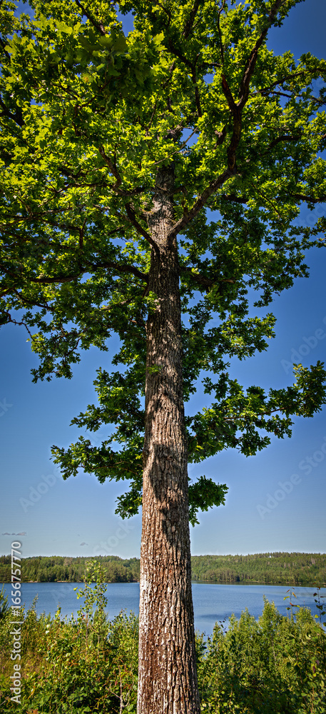 Fototapeta premium Oak tree with fresh green foliage against a blue sky by a lake in southern Sweden