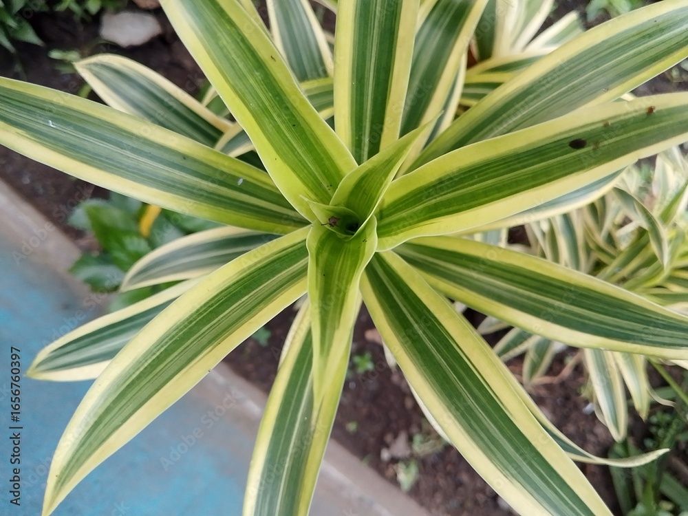 close up of aloe vera close up of aloe vera