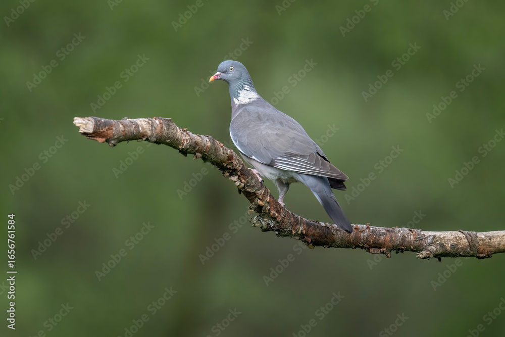 Fototapeta premium Pigeon perched on a branch, UK