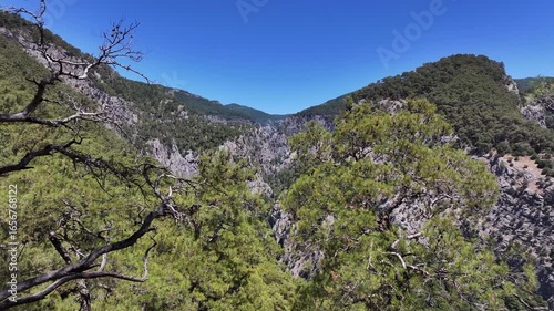 This image features a majestic canyon landscape, showcasing steep cliffs and lush forests that intertwine, bathed in radiant sunlight under a perfectly blue sky, oe01