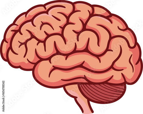 A detailed illustration of a human brain in a side view against a white background
