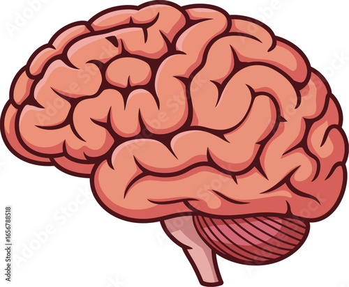 Human Brain Illustration Anatomy, Neurology, Cognition, Neuroscience, Mind