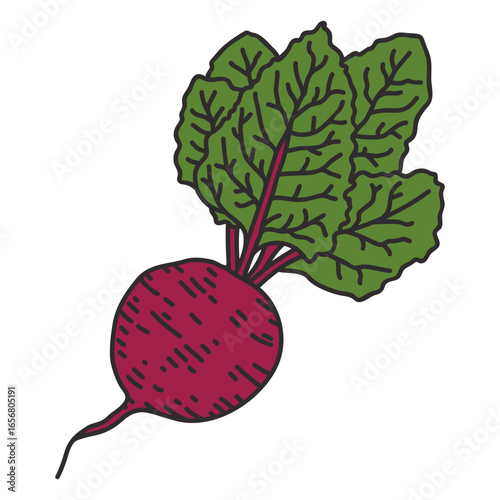 Beet root detailed color stroke